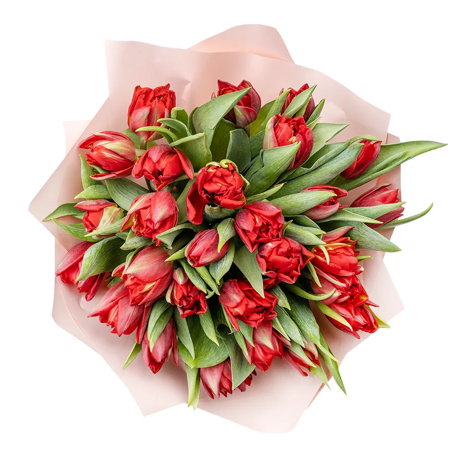 Букет из 29 красных махровых тюльпанов Ред Принцесс (02261)