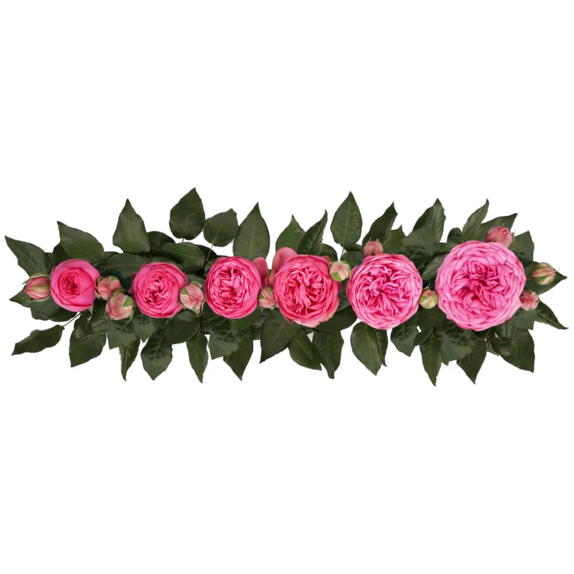 Роза садовая малиновая Пинк Пиано (00244)