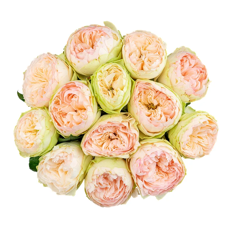Букет из 13 кремово-розовых садовых роз Пинки Пай (01626)