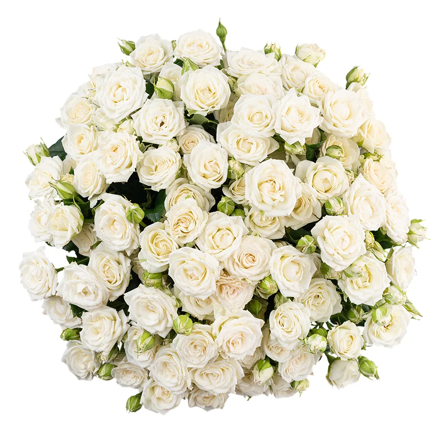 Букет из 17 белых кустовых роз Жозефина (02779)