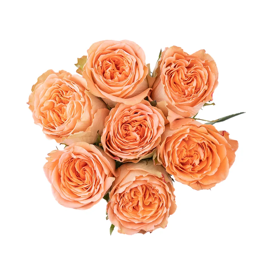 Букет из 7 кремово-персиковых пионовидных роз Кантри Хоум (03014)