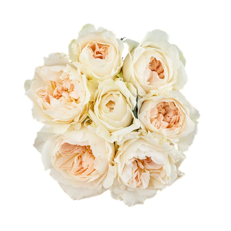Букет из 7 белых садовых роз Дэвида Остина Пурити (01571)