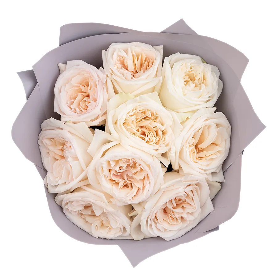 Букет из 9 ароматных белых садовых роз Вайт О’Хара в упаковке (01285)