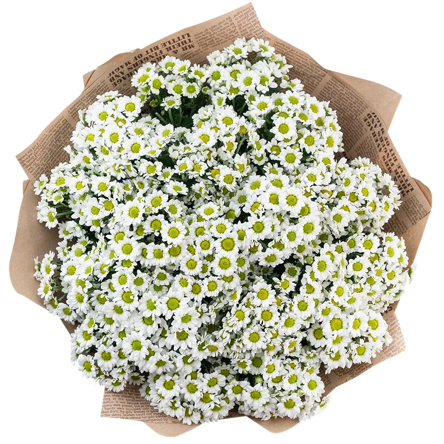 Букет из 23 белых кустовых хризантем Сантини Пиксель Сноуи (02893)