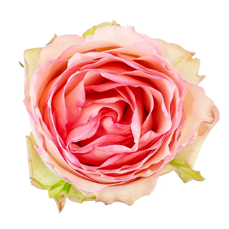Роза розовая Эсперанс (00064)
