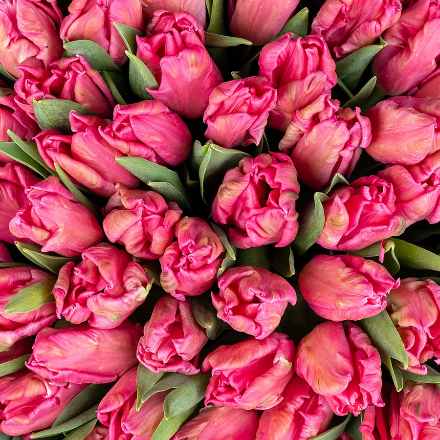 Букет из 45 розовых попугайных тюльпанов Марвел Пэррот (02056)
