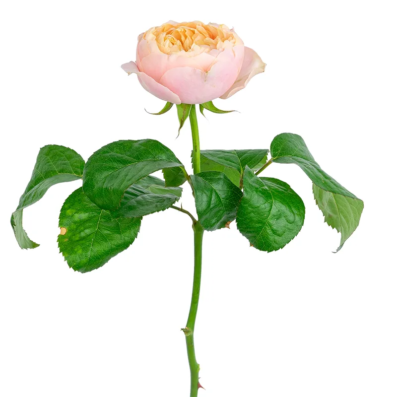 Роза садовая персико-розовая Романтик Вувузела (00270)