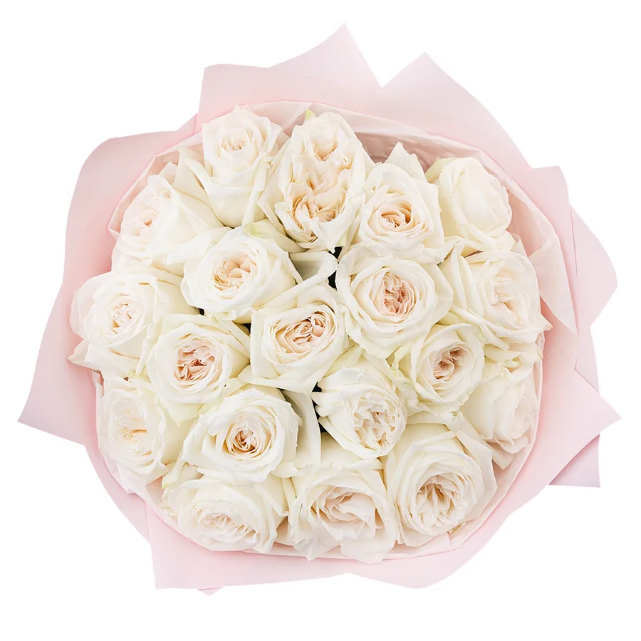 Букет из 19 ароматных белых садовых роз Вайт О’Хара в упаковке (02788)