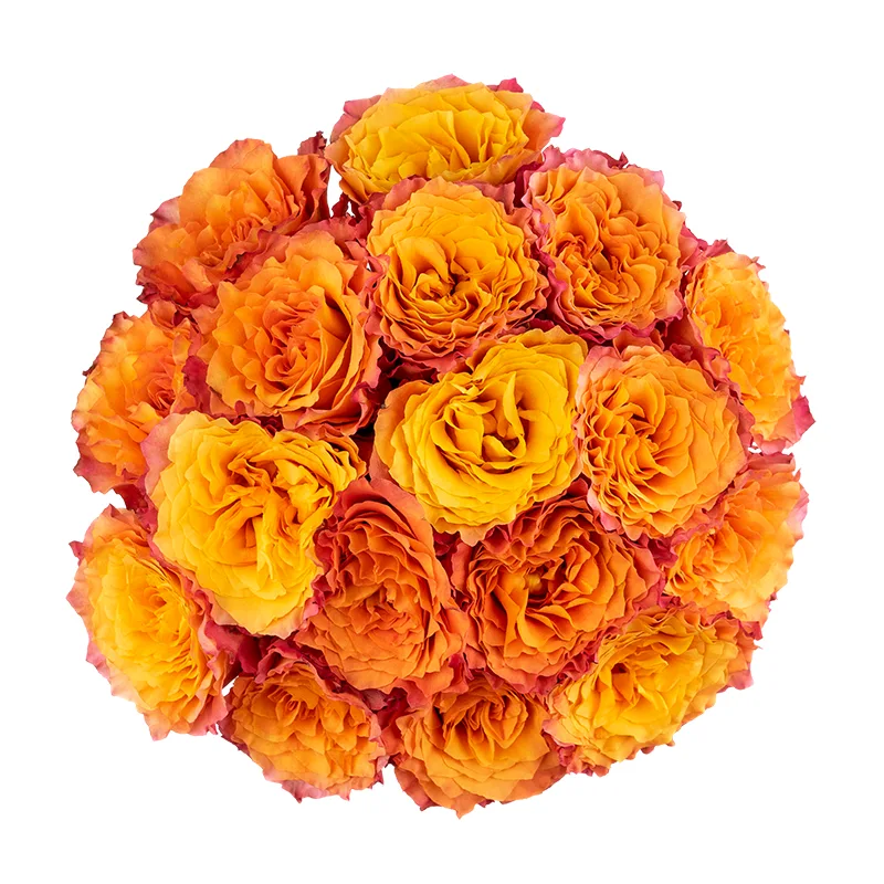 Букет из 17 оранжево-коралловых пионовидных роз Фри Спайрит (01591)
