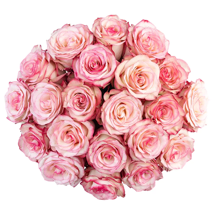 Букет из 21 бело-розовой с малиновыми краями розы Палома (03099)