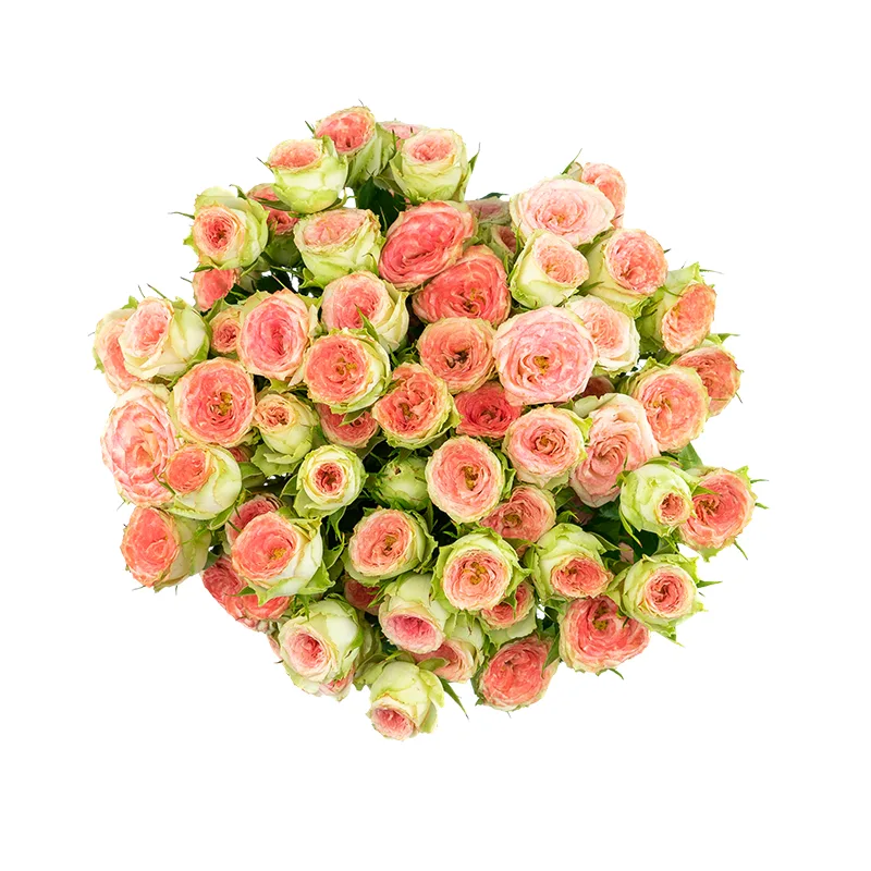 Букет из 11 розово-салатовых кустовых роз Папарацци! (01712)