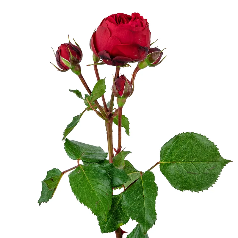 Роза кустовая красная Ред Пиано (00084)