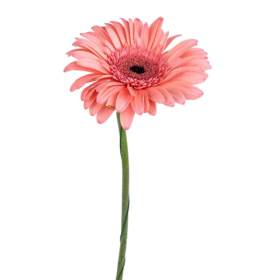 Гербера (Gerbera) розовая (00093)