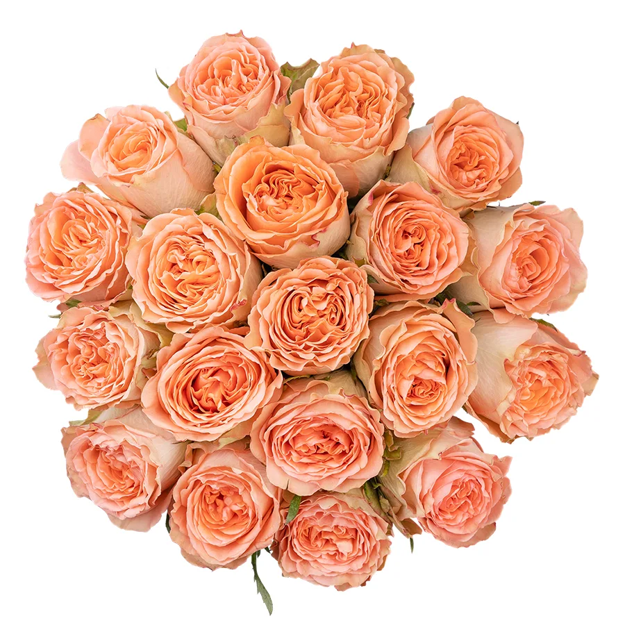 Букет из 19 кремово-персиковых пионовидных роз Кантри Хоум (03008)