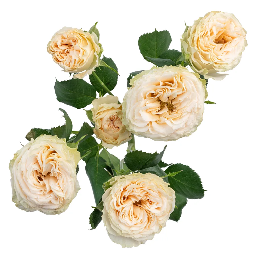 Роза кустовая бело-кремовая Саммер Роуз 60 см (03180)