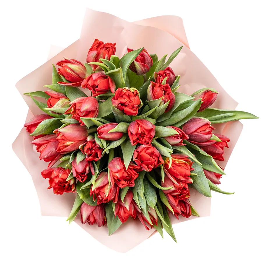 Букет из 33 красных махровых тюльпанов Ред Принцесс (02259)