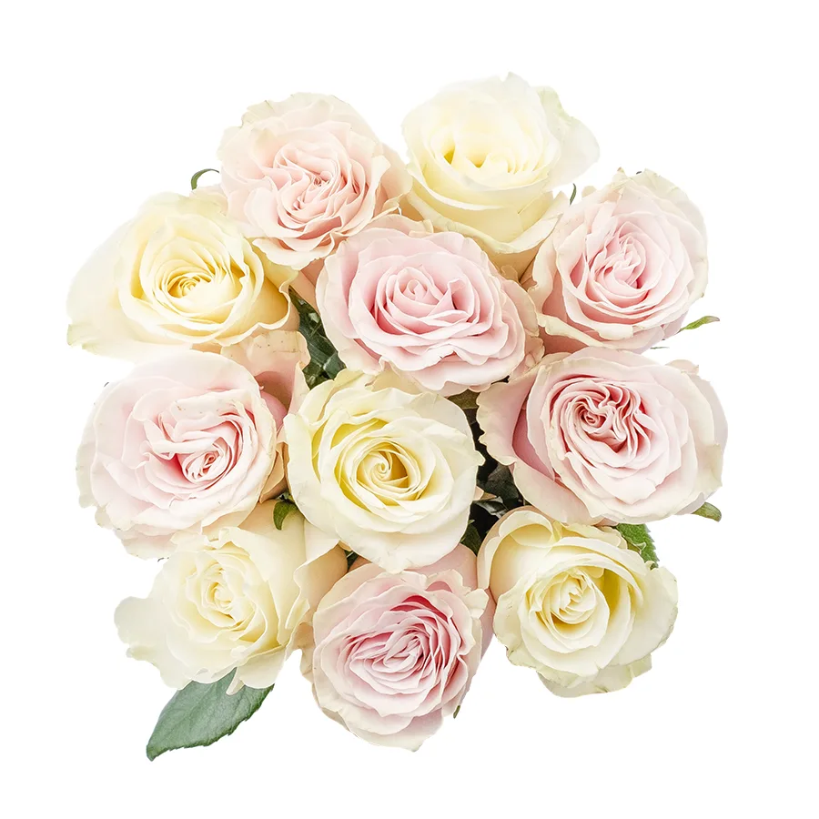 Букет из 11 белых и розовых роз Мондиаль и Пинк Мондиаль (02235)