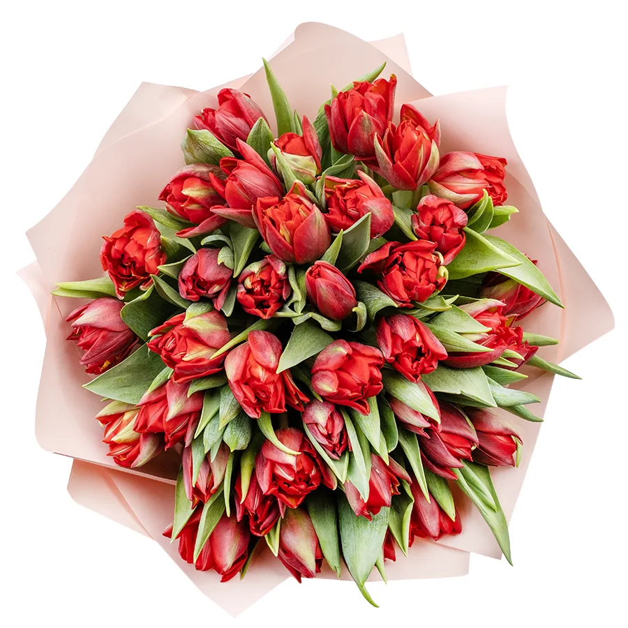 Букет из 45 красных махровых тюльпанов Ред Принцесс (02256)