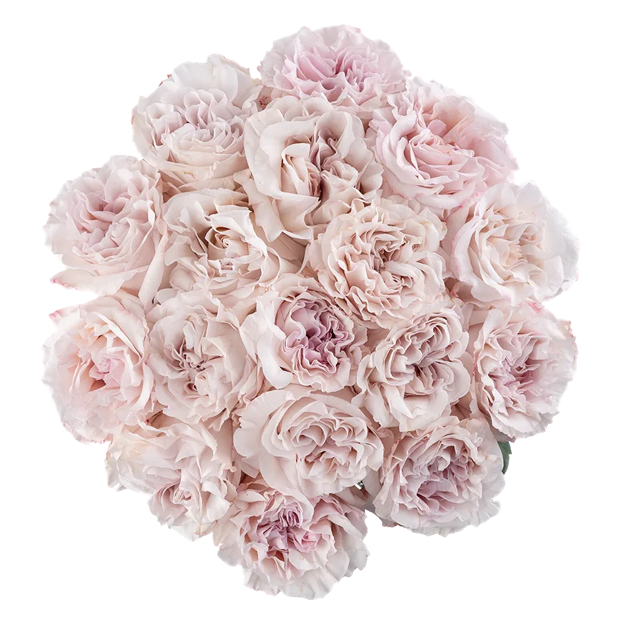 Букет из 17 садовых пыльно-сиреневых роз Паудер Пуф (03832)