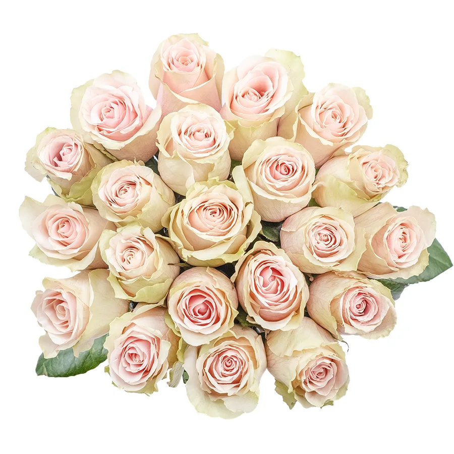 Букет из 21 светло-розовой розы Фрутетто (02133)