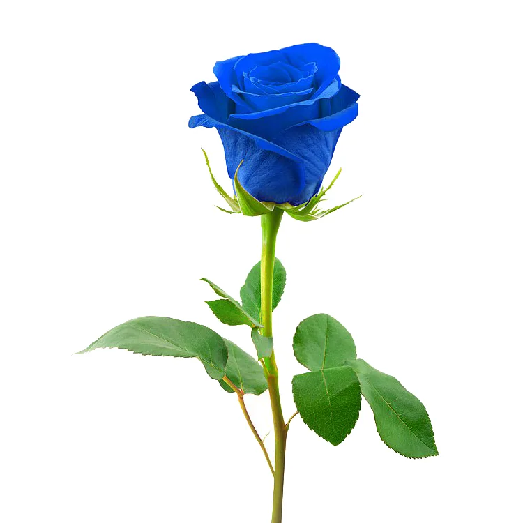 Роза синяя крашенная Венделла (00262)