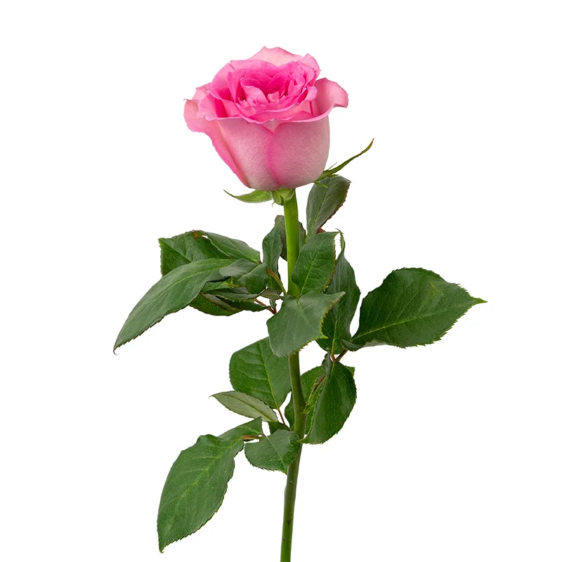 Роза розовая Свит Юнику 60 см (00010)