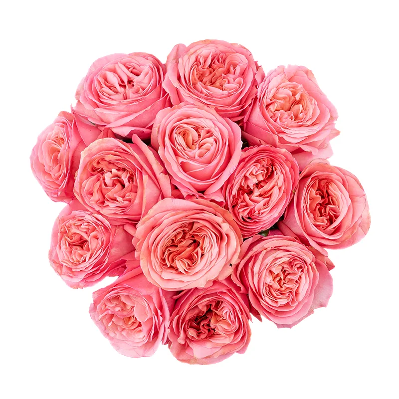 Букет из 13 ярко-розовых пионовидных роз Пинк Экспрешн (01328)