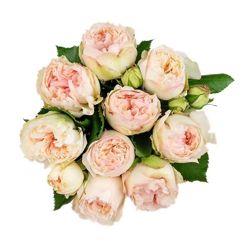 Букет из 9 кремово-розовых кустовых роз Пашмина Саммерхаус (01485)
