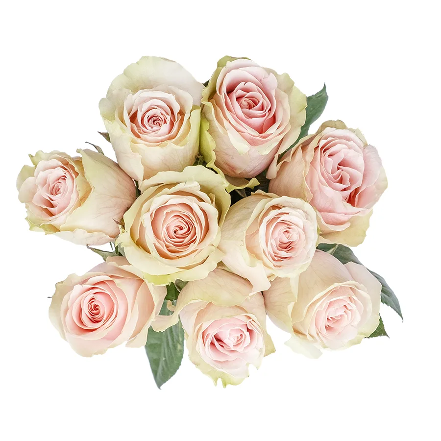 Букет из 9 светло-розовых роз Фрутетто (02139)