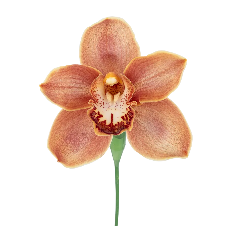 Орхидея Цимбидиум коричневая (01121)