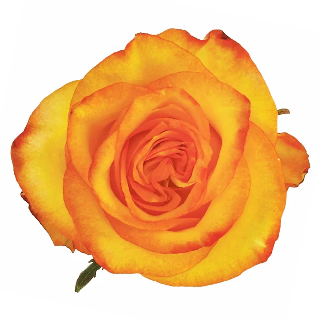 Роза жёлто-красная Хай энд Йелоу Мэйджик (00442)