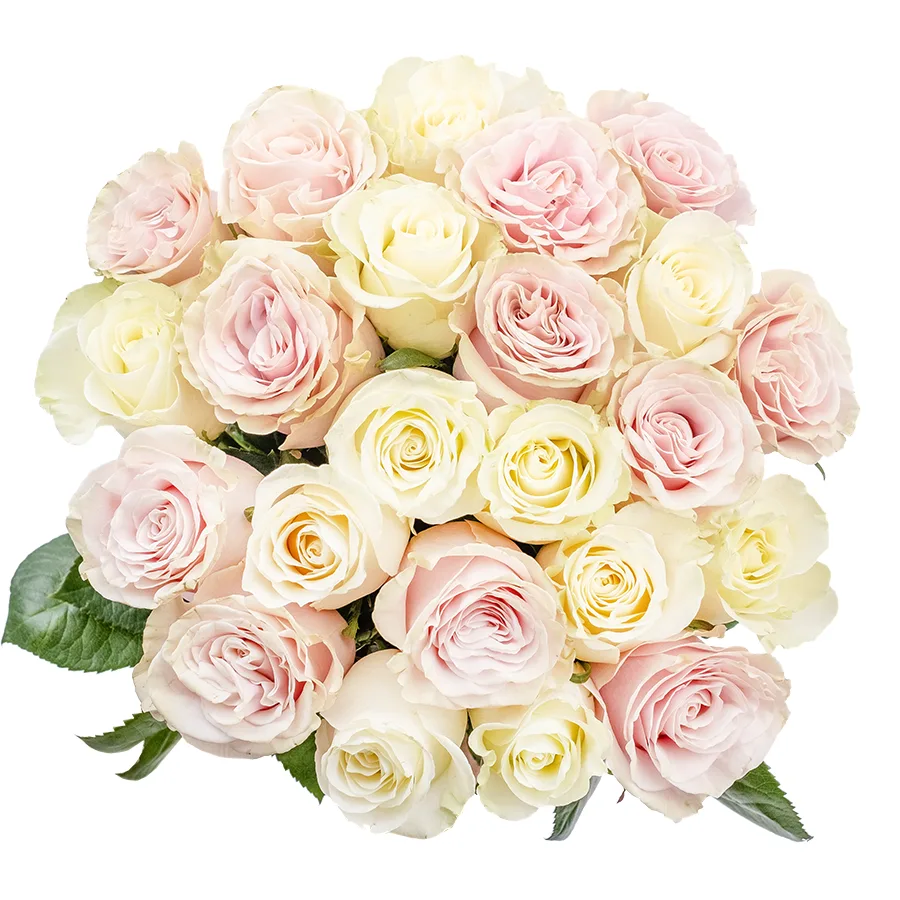 Букет из 23 белых и розовых роз Мондиаль и Пинк Мондиаль (02229)