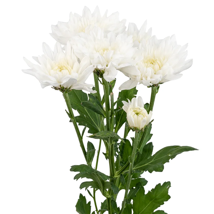 Хризантема кустовая белая Зембла (00964)