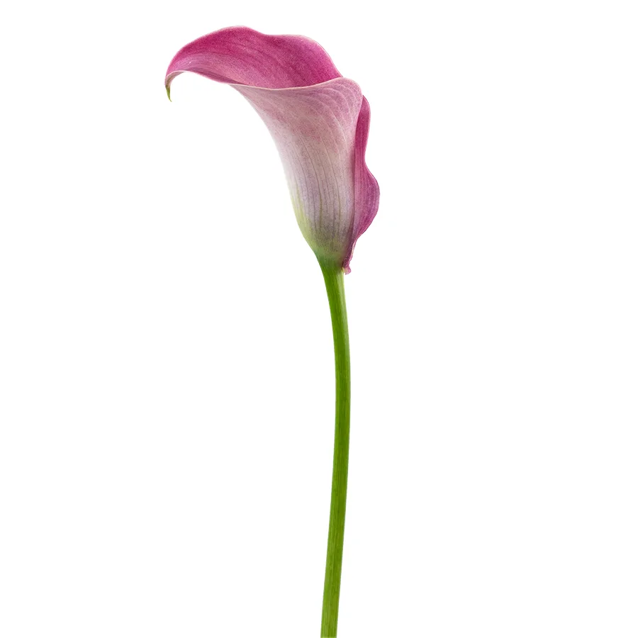 Калла розово-лиловая Капитан Романс (02880)