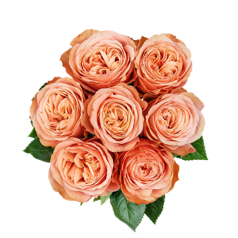Букет из 7 персиковых пионовидных роз Кахала (01416)