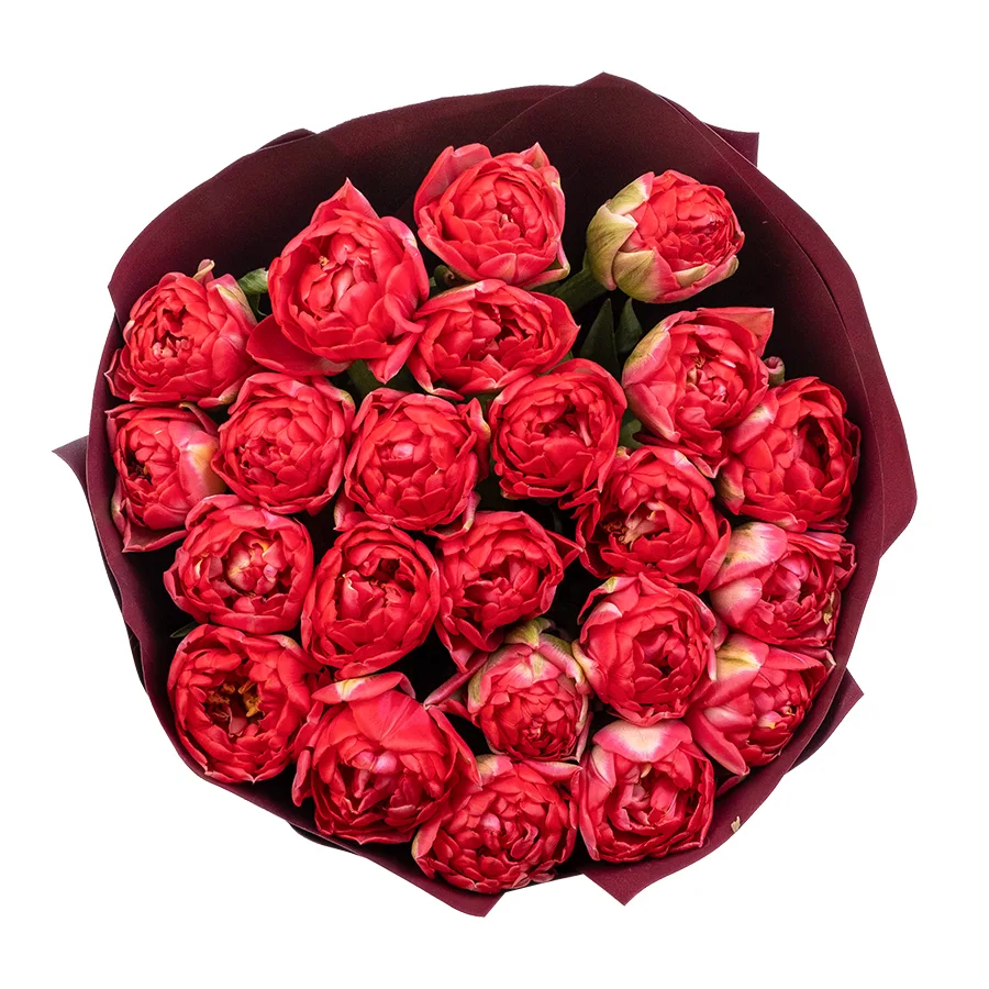 Букет из 23 красных махровых тюльпанов Памплона (02408)