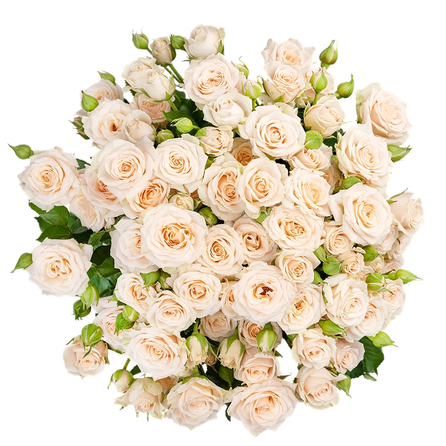 Букет из 15 кремовых кустовых роз Таня (02711)