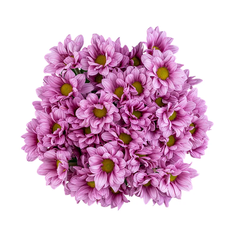 Букет из 7 розовых кустовых хризантем (01785)