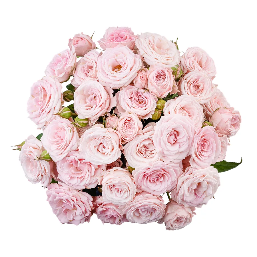 Букет из 9 нежно-розовых кустовых роз Аэробик (02928)