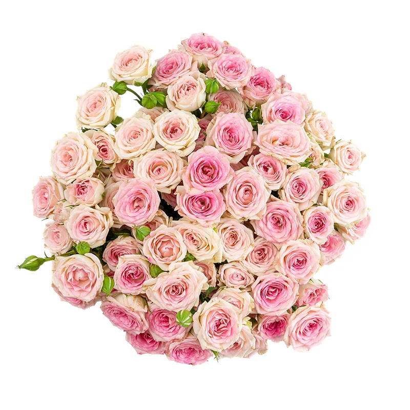 Букет из 13 розовых кустовых роз Креми Твистер (01651)