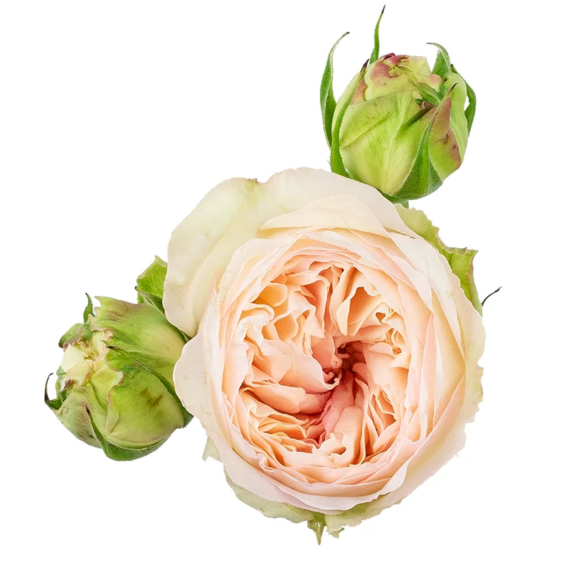 Роза кустовая кремово-розовая Пашмина Саммерхаус (00264)