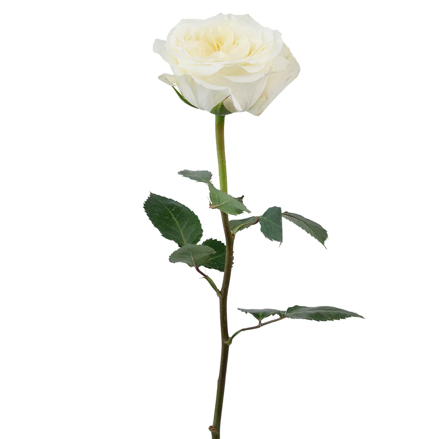 Роза садовая белая Майра Вайт 60 см (00213)