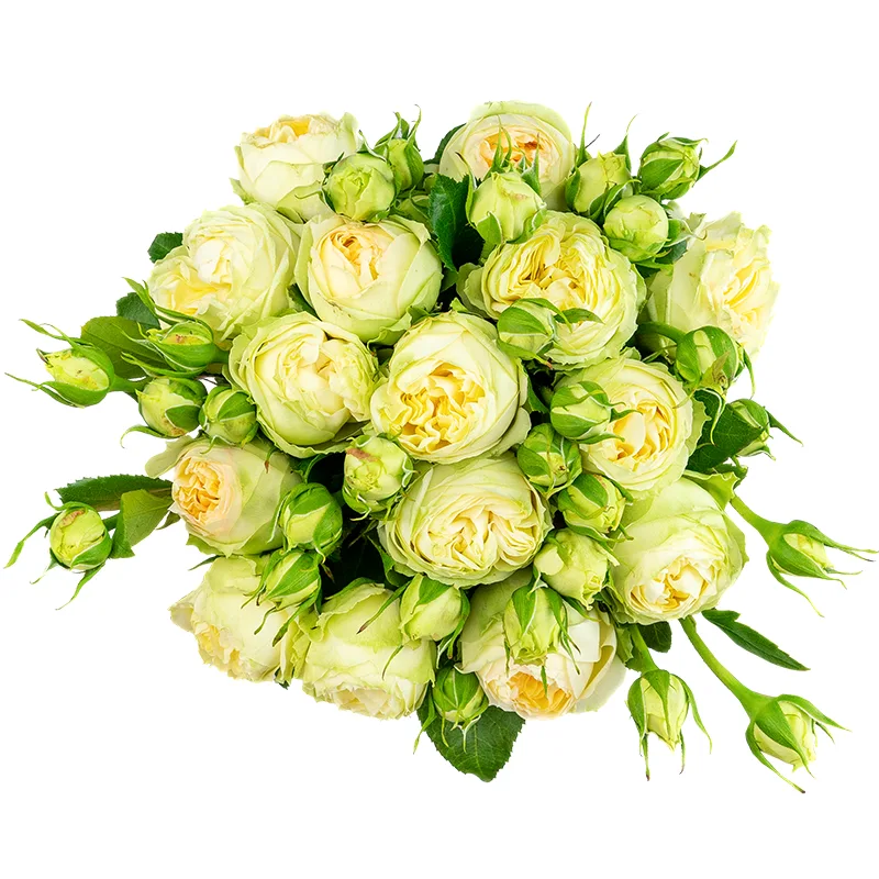 Букет из 15 бело-кремовых кустовых пионовидных роз Веддинг Пиано (01635)
