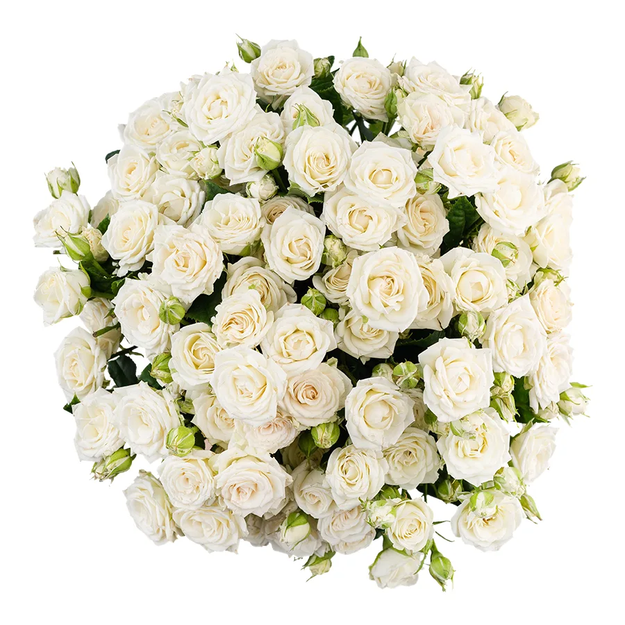 Букет из 15 белых кустовых роз Жозефина (02780)