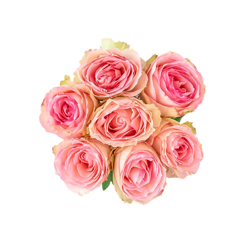 Букет из 7 розовых роз Эсперанс (01243)