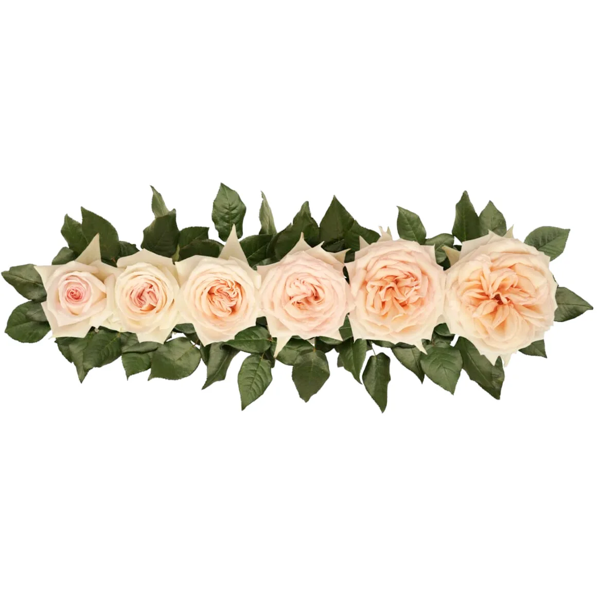 Роза садовая светло-персиковая Принцесса Майя (00248)