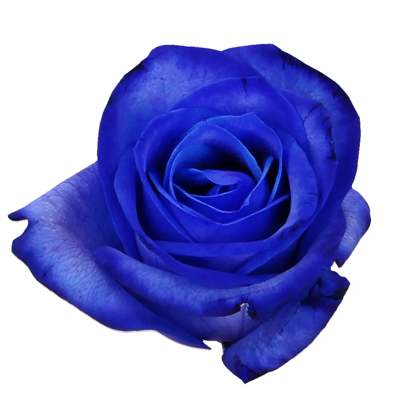 Роза синяя крашенная Венделла (00262)