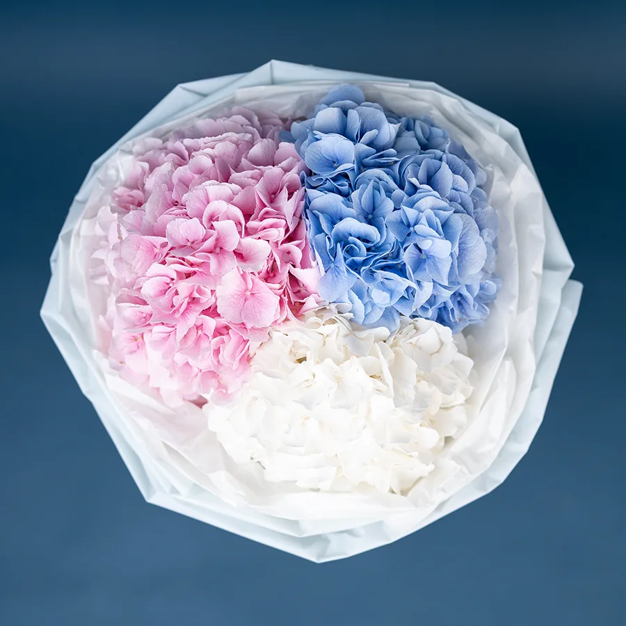 Букет из 3 розовых, голубых и белых гортензий Верена (02606)