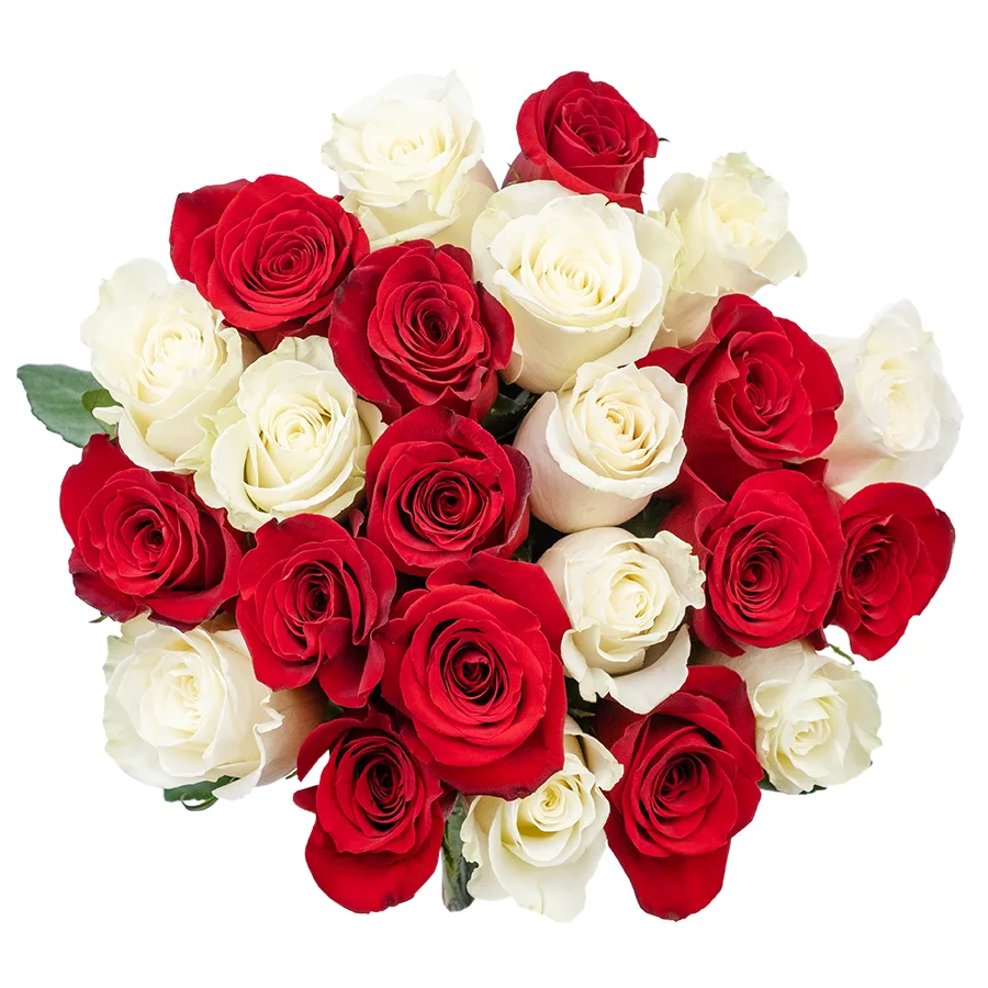 Букет из 23 красных и белых роз Фридом и Мондиаль (02216)