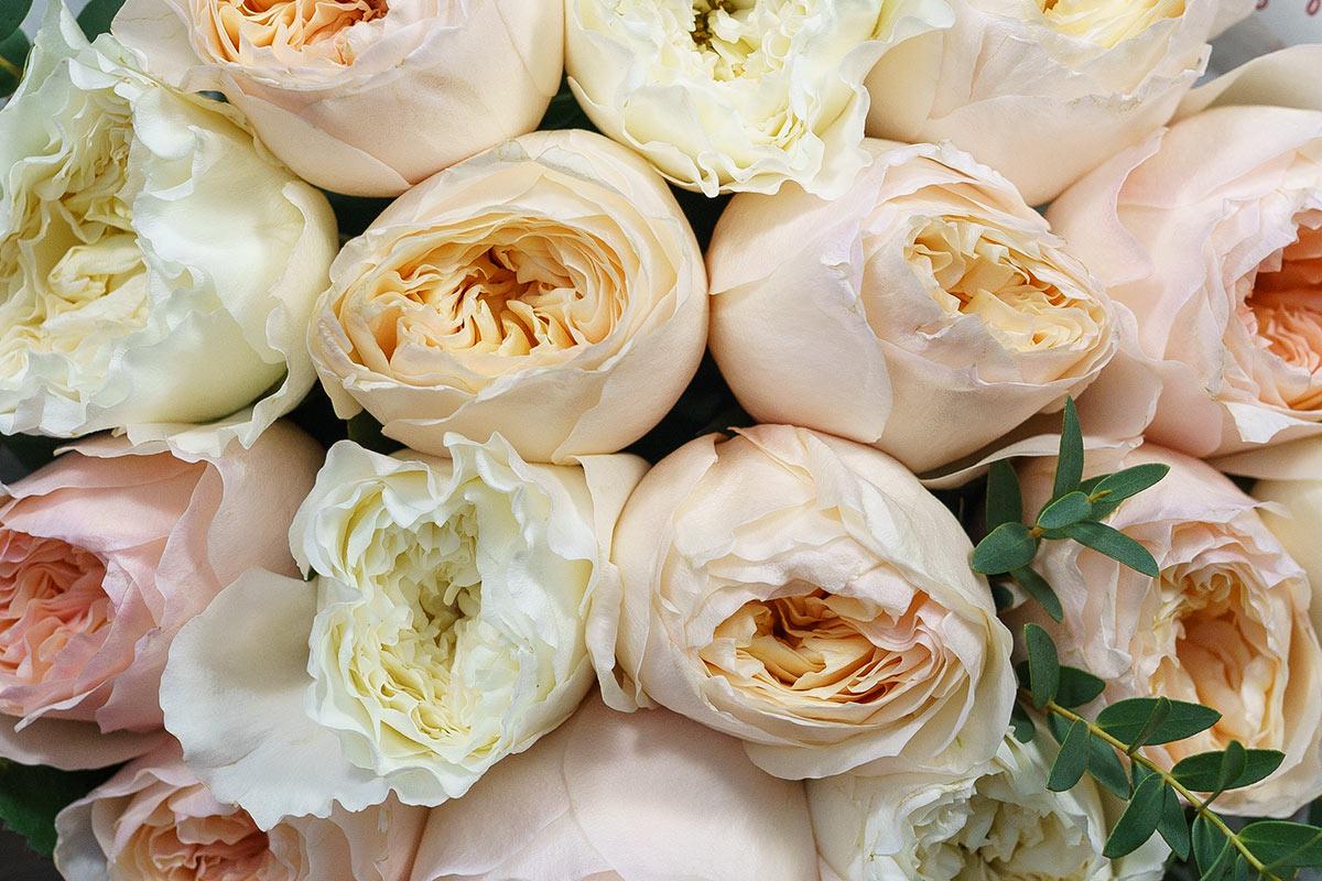 Букет из 15 премиальных садовых роз Дэвида Остина (00904)